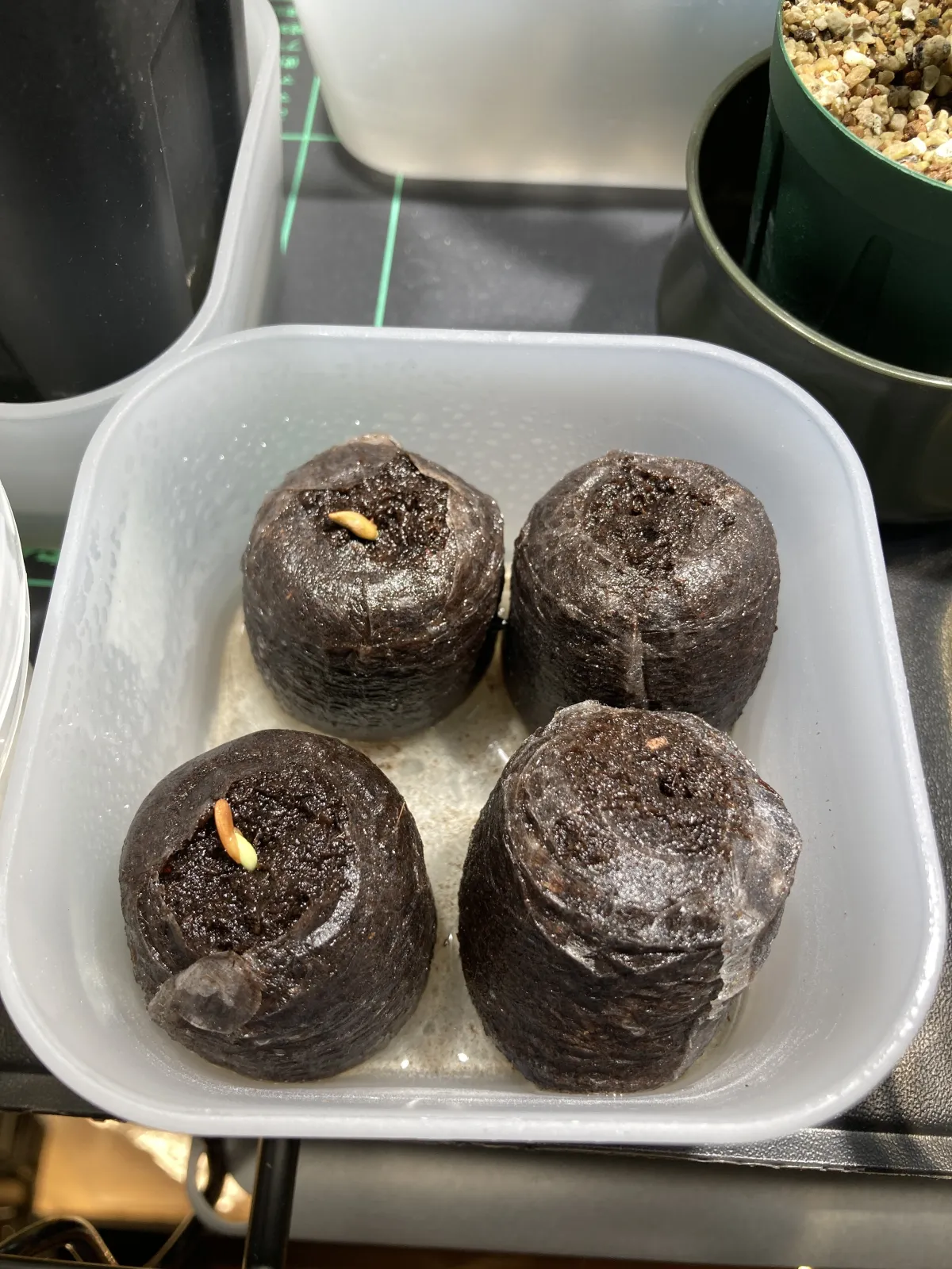 Pachypodium rosulatum ssp. makayense (パキポディウム マカイエンセ)