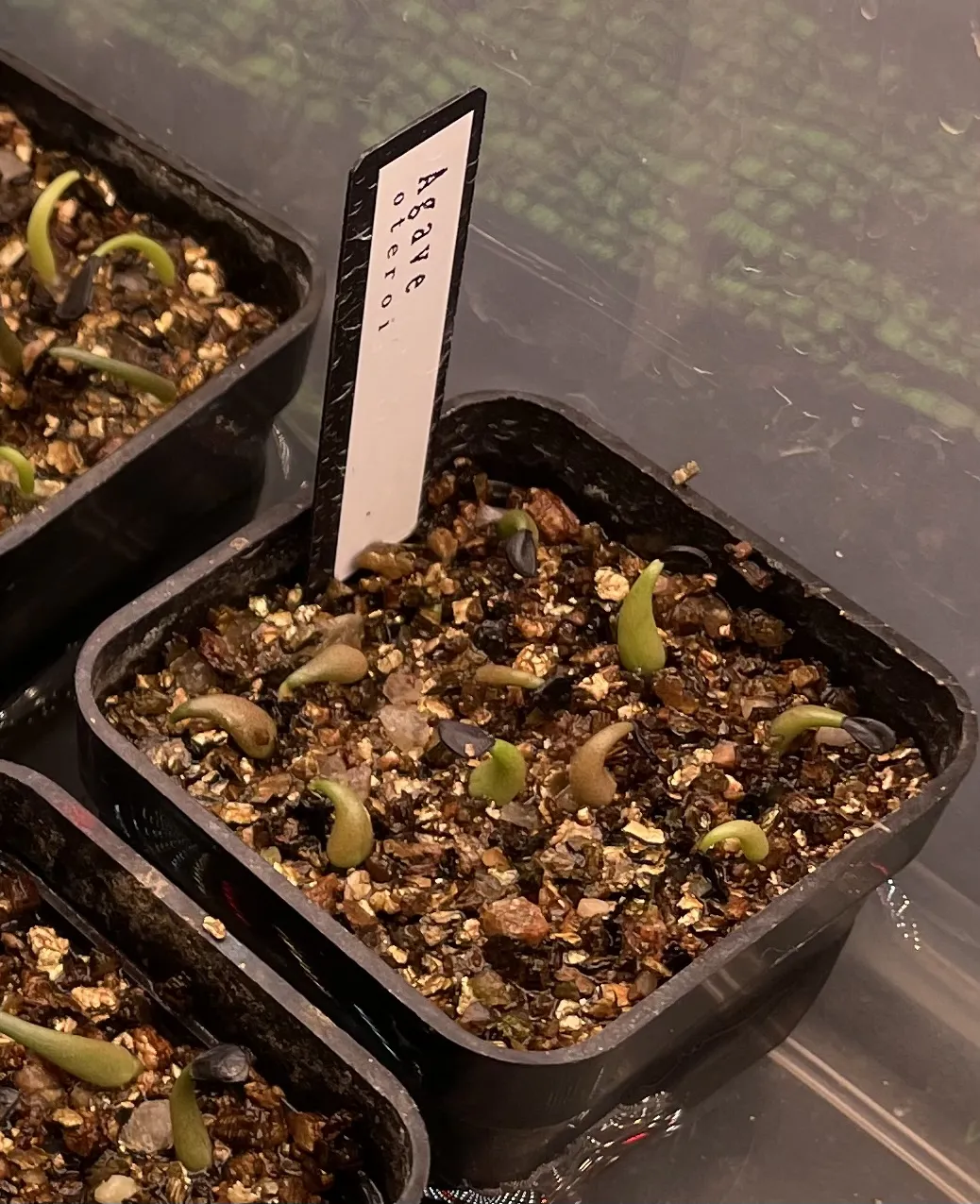 Agave oteroi Lot. (アガベ オテロイ)