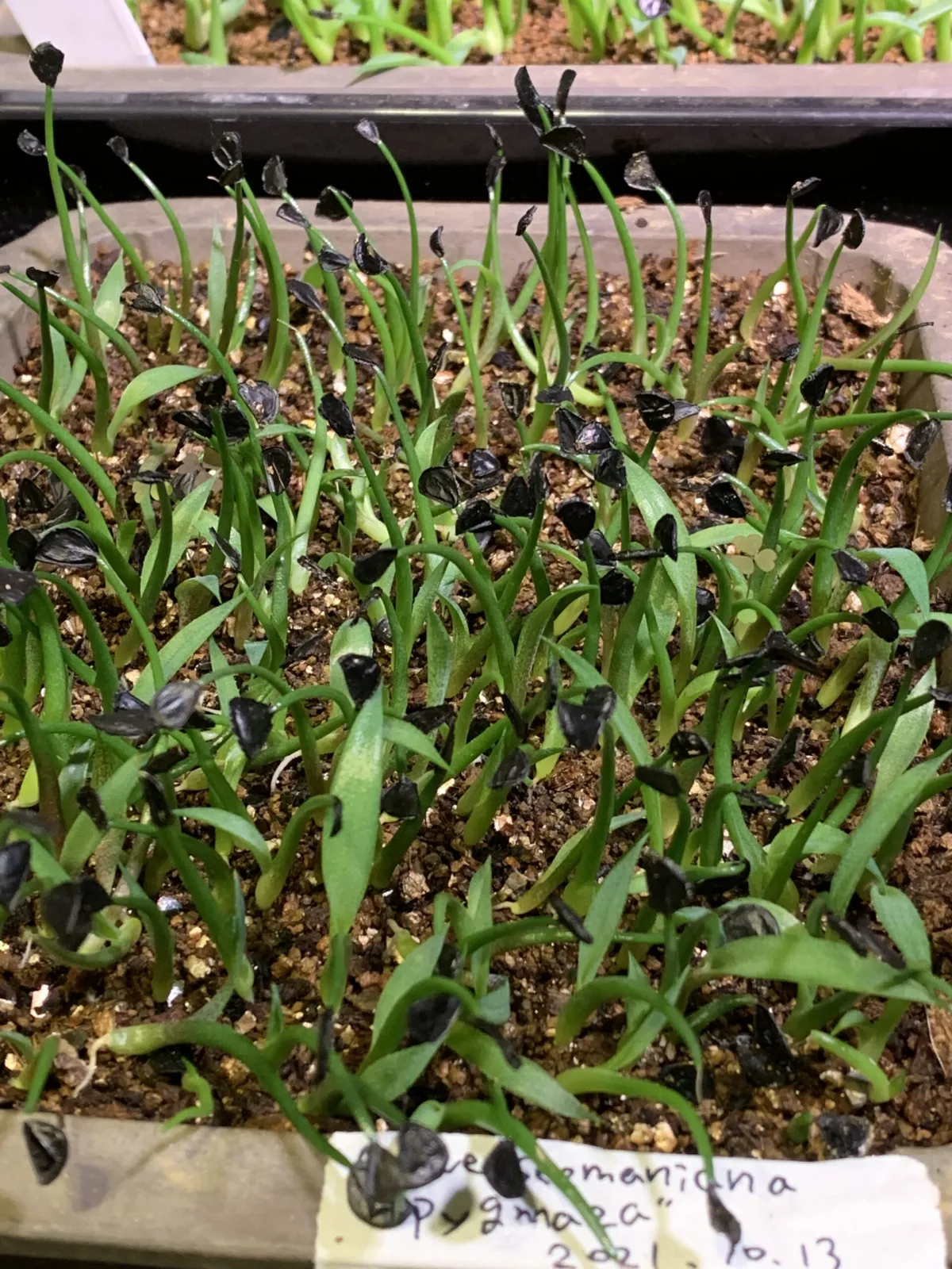 Agave seemanniana Pygmaea (アガベ ピグマエア)