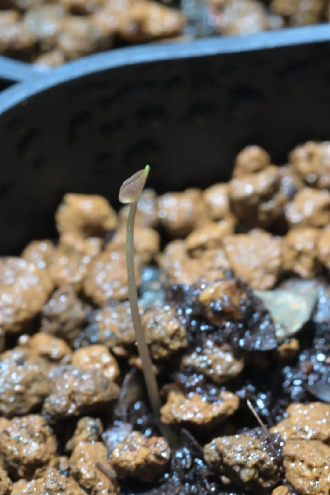 Dioscorea elephantipes ([チャレンジ種子] 亀甲竜)