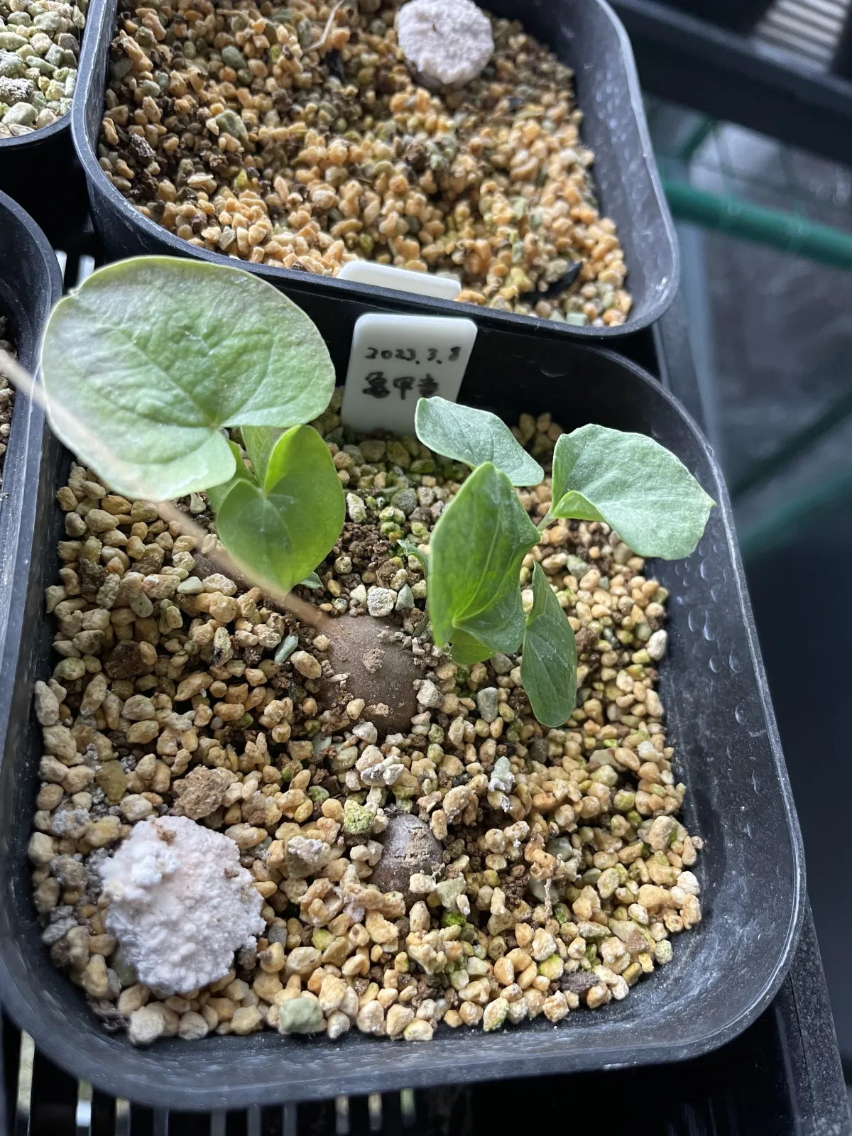 Dioscorea elephantipes Lot. (ディオスコレア エレファンティペス)
