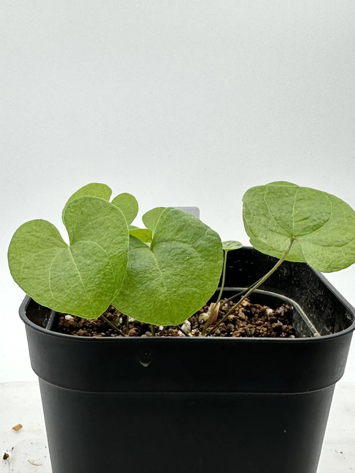 Dioscorea elephantipes (ディオスコレア エレファンティペス)