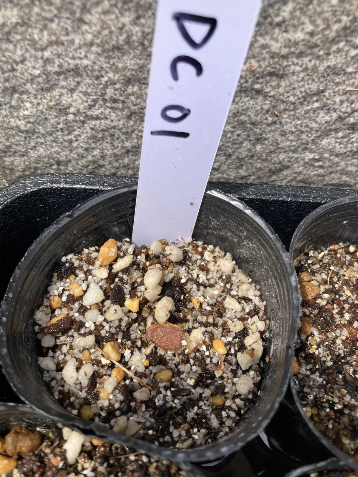 Dioscorea elephantipes (ディオスコレア エレファンティペス)