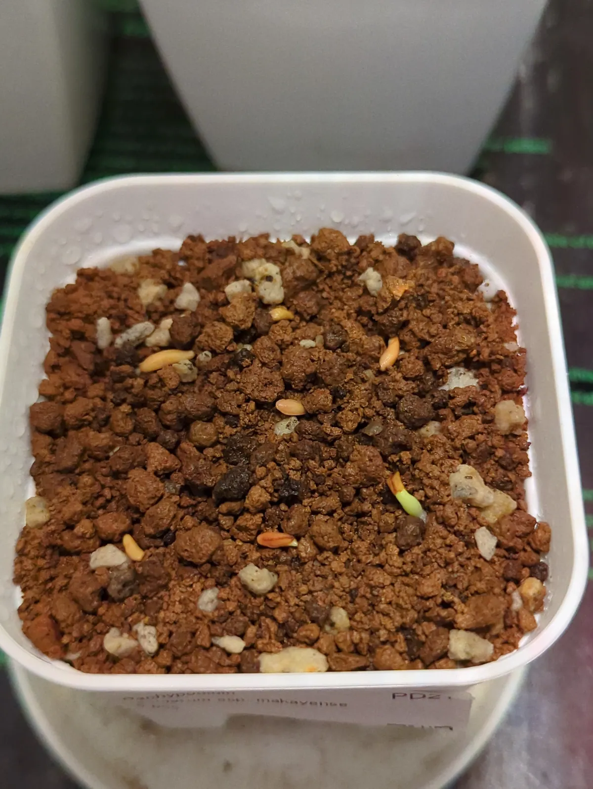 Pachypodium rosulatum ssp. makayense (パキポディウム マカイエンセ)