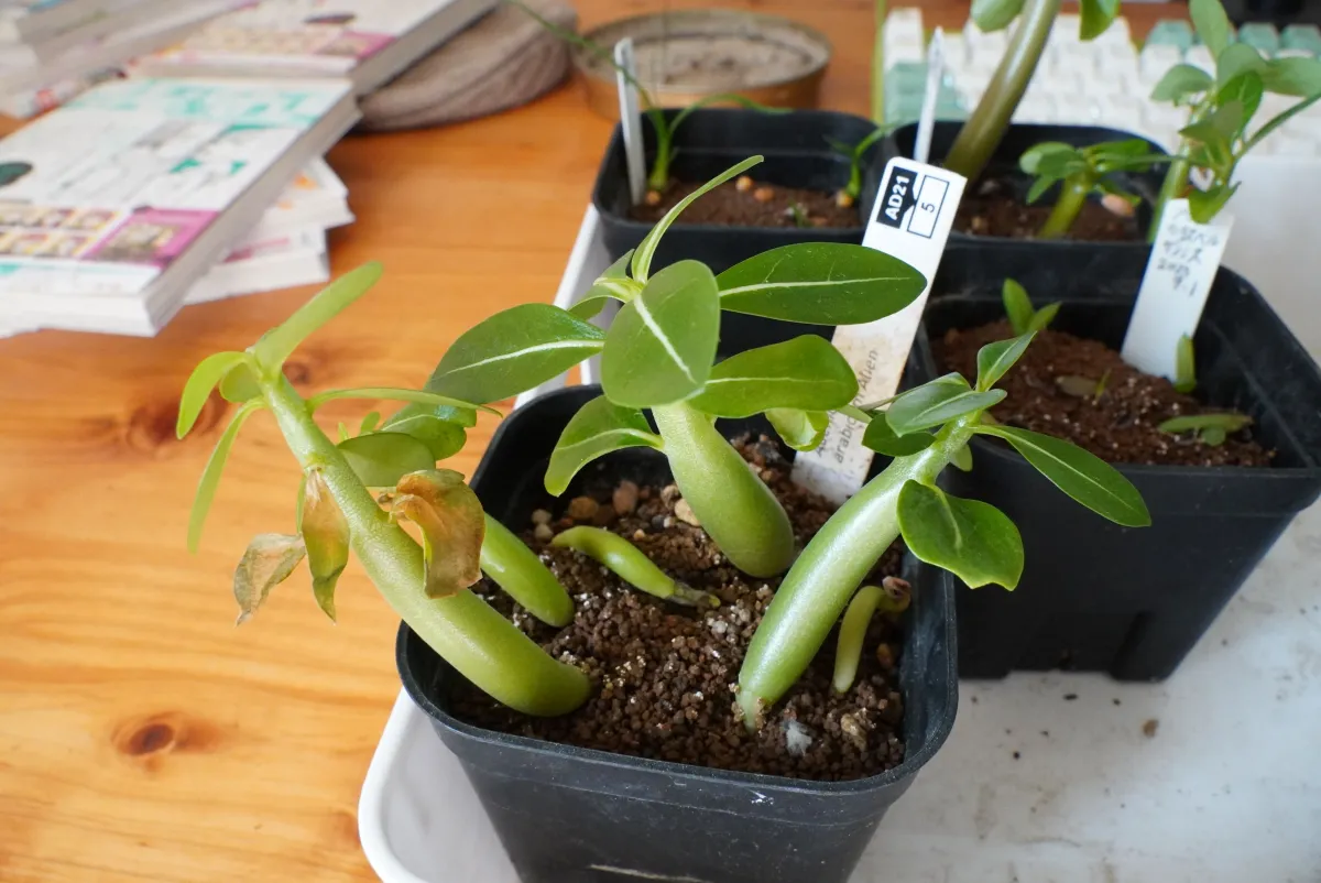 Adenium arabicum Alien (アデニウム エイリアン)