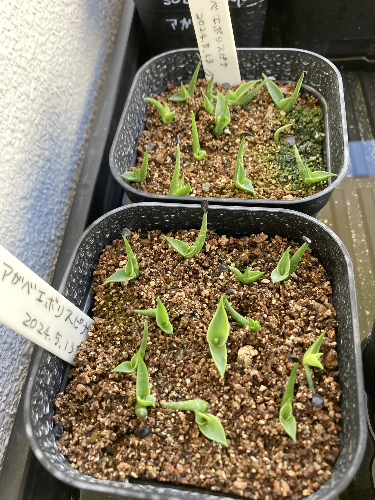 Agave utahensis var. eborispina (アガベ エボリスピナ ヘイフォード)