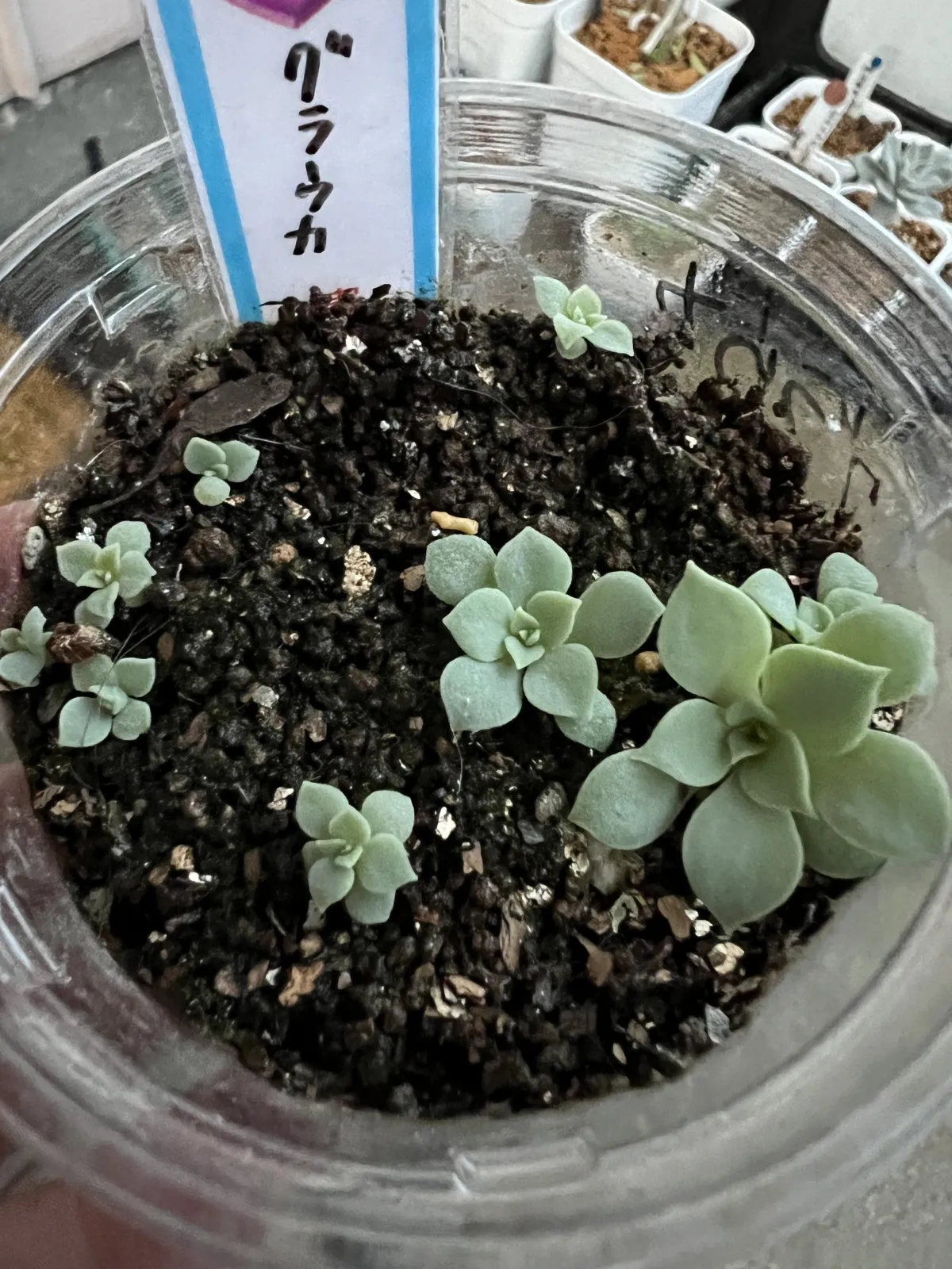 Echeveria Glauca (エケベリア グラウカ)