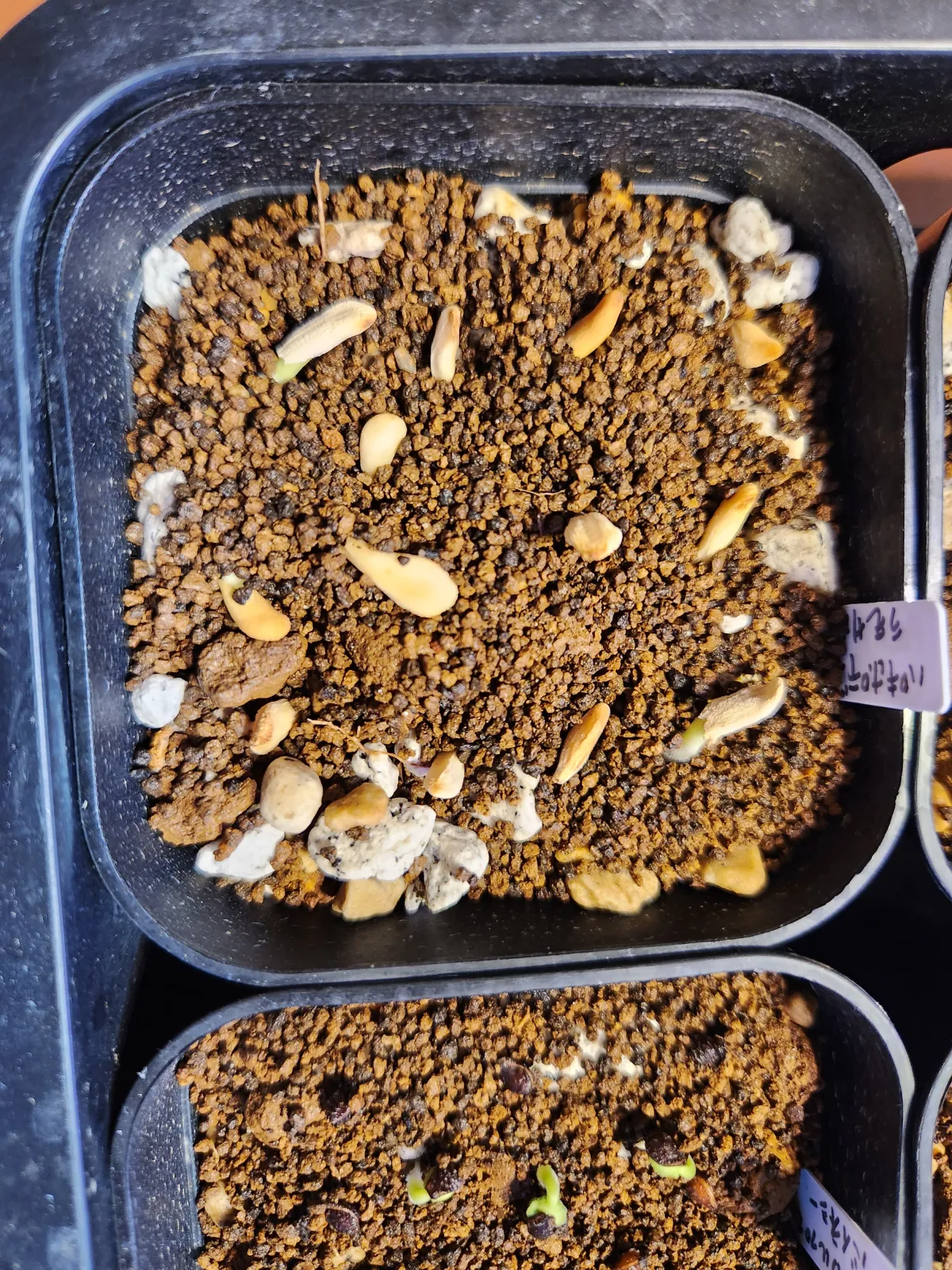 Pachypodium lamerei var. ramosum (パキポディウム ラモサム)