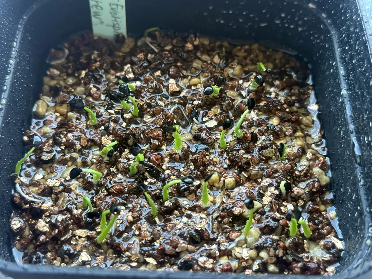 Agave utahensis var. eborispina Corkscrew (アガベ ユタエンシスコークスクリュー)