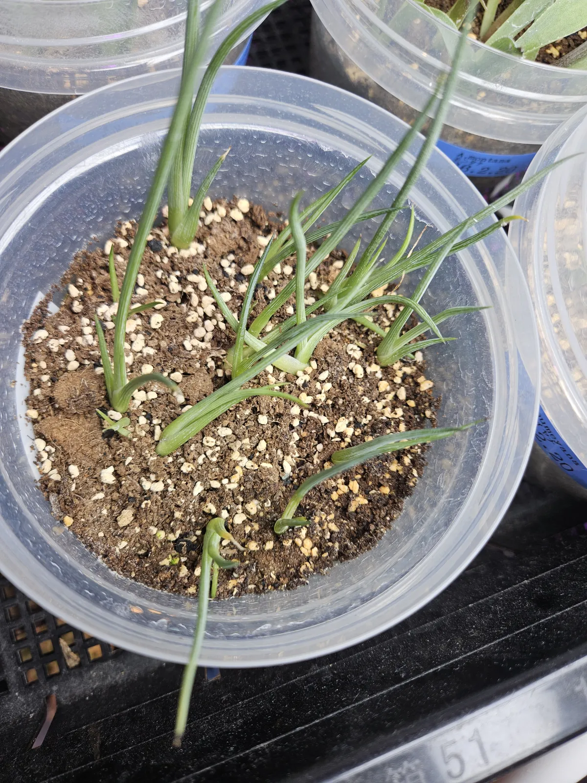 Agave stricta Rubra (アガベ ストリクタ ルブラ)