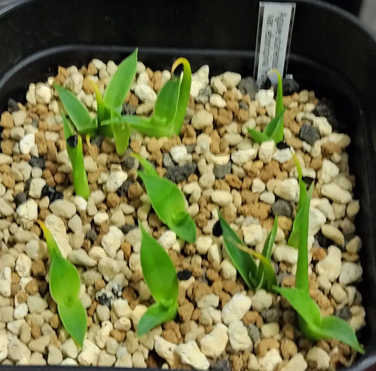 Agave utahensis var. eborispina (アガベ エボリスピナ ヘイフォード)
