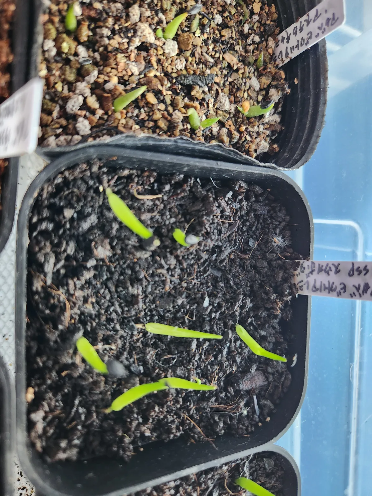 Agave victoriae-reginae ssp. swobodae (アガベ ビクトリアレジーナ スワボダエ)