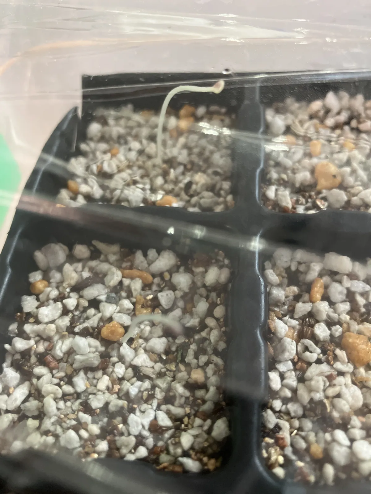 Dioscorea elephantipes (ディオスコレア エレファンティペス)