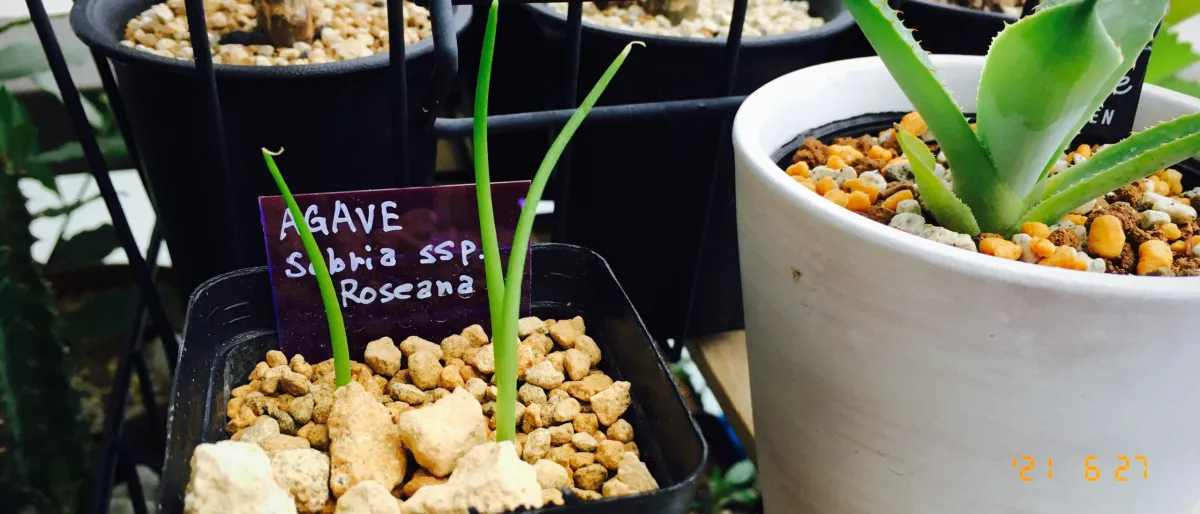 Agave sobria ssp. roseana (アガベ ソブリア ロゼアナ)