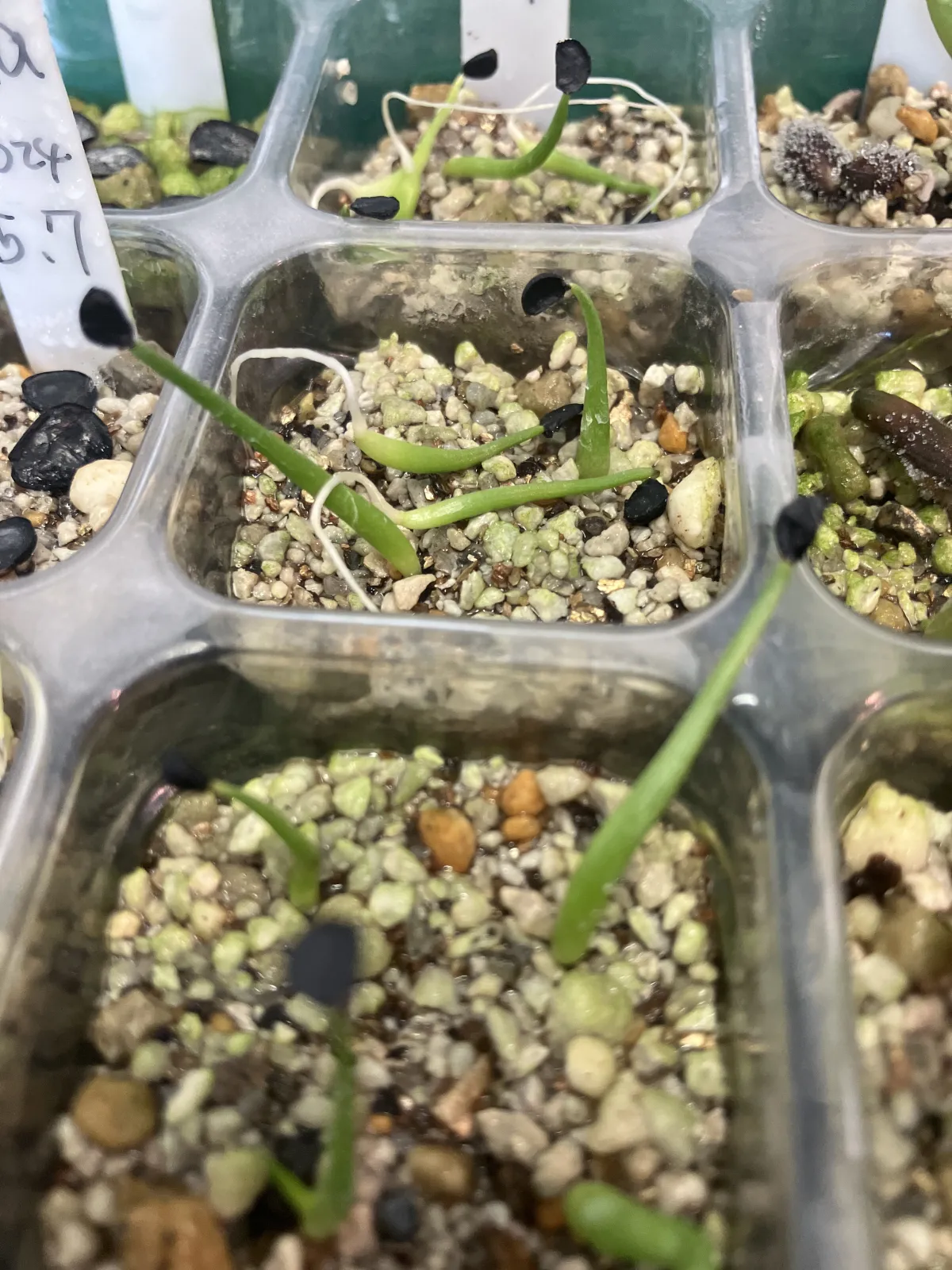 Agave utahensis var. eborispina (アガベ エボリスピナ ヘイフォード)
