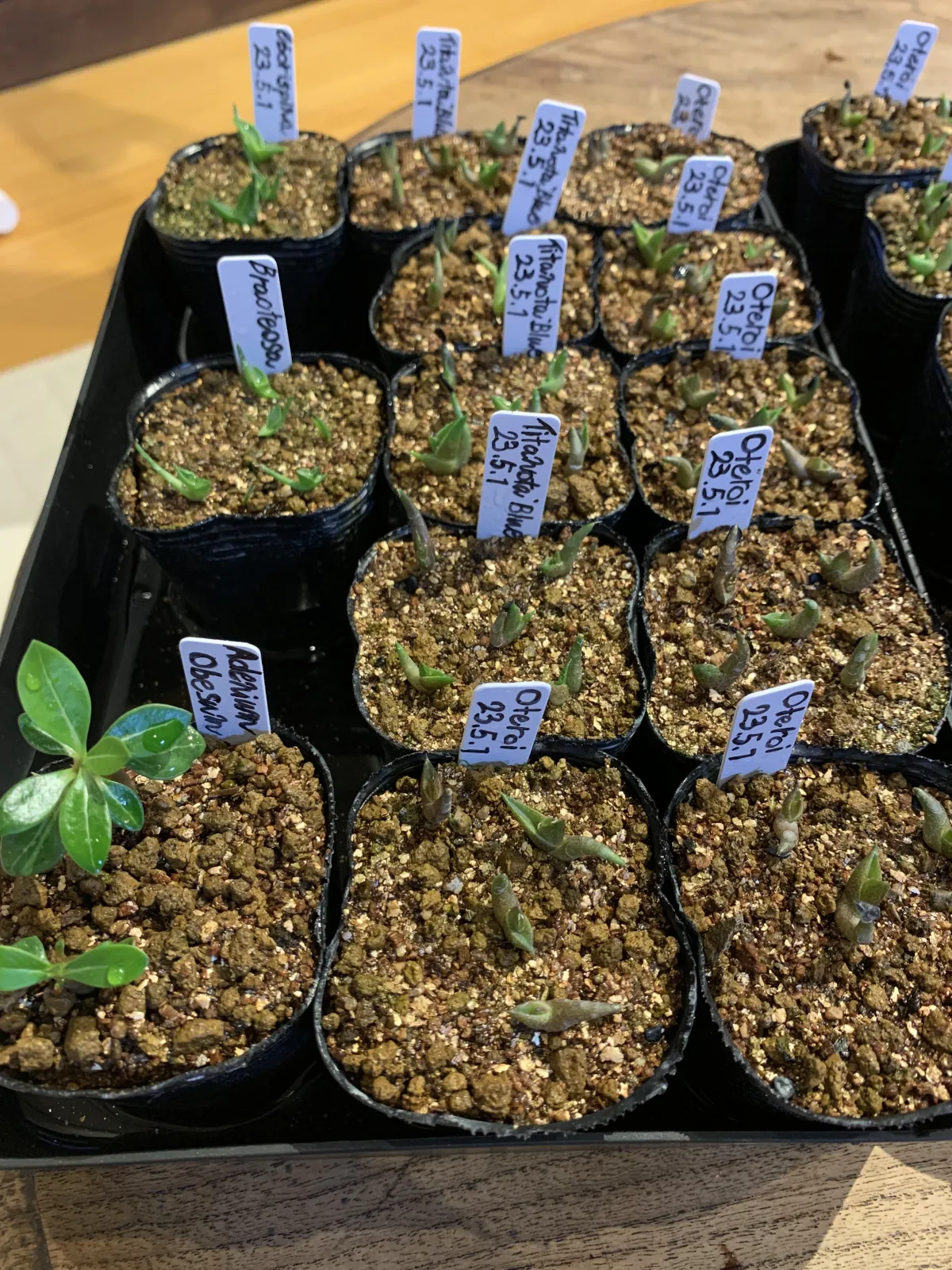 Agave titanota Blue Lot. (アガベ チタノタブルー)