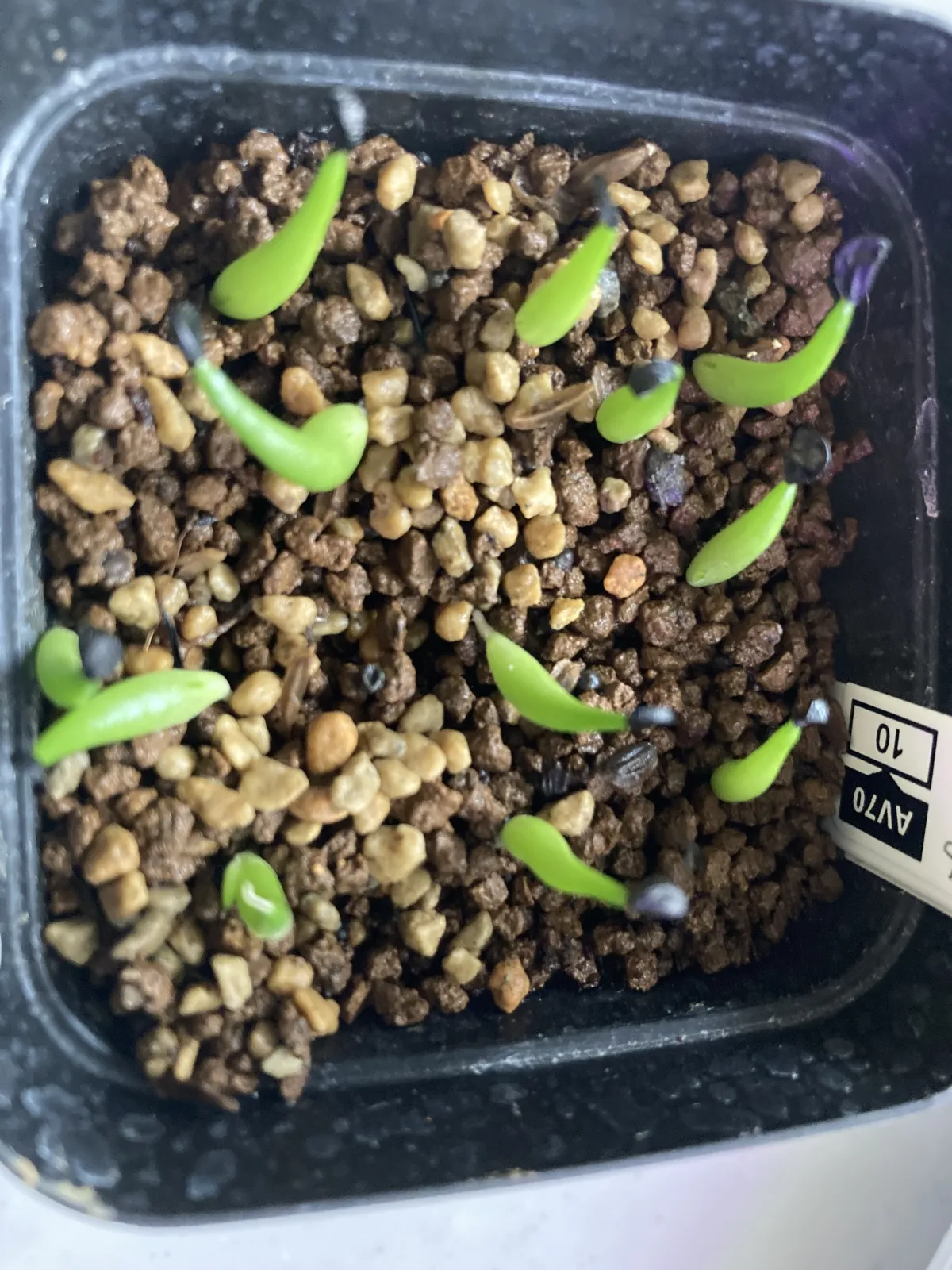 Agave victoriae-reginae ssp. swobodae (アガベ スワボダエ コンパクタ)
