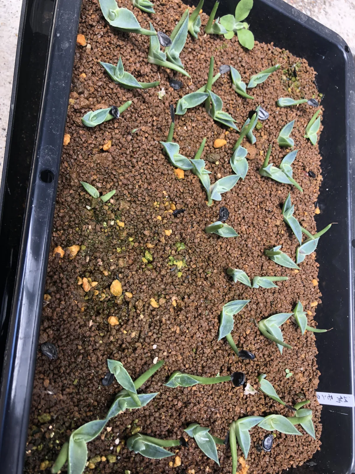Agave montana (アガベ モンタナ)