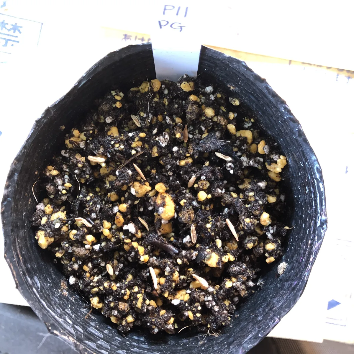 Pachypodium rosulatum var. gracilius ([無料種子] 発芽難 パキポディウム グラキリス　)