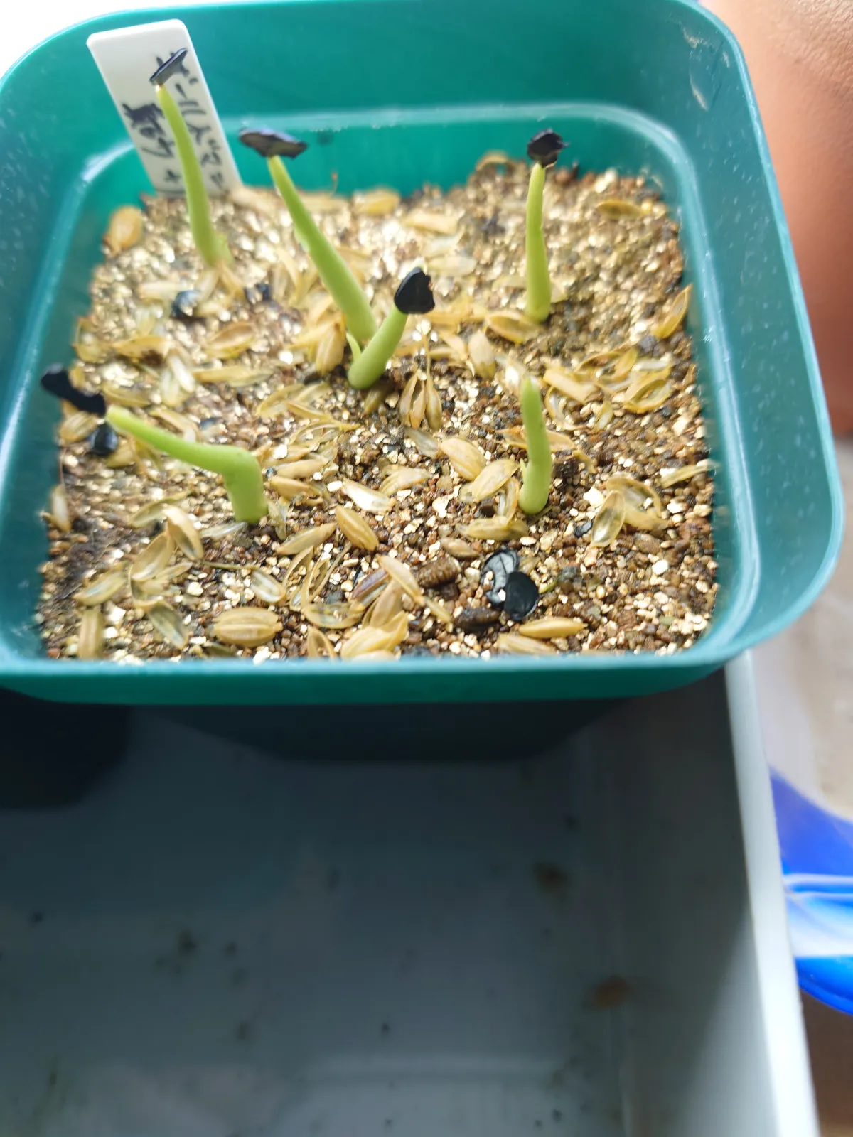 Agave shawii ssp. goldmaniana (アガベ ゴールドマニアナ)