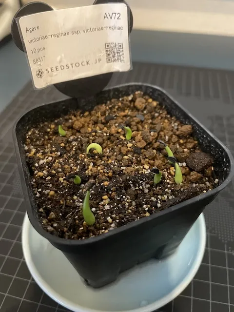 Agave victoriae-reginae ssp. victoriae-reginae (アガベ ビクトリアレジーナエ 笹の雪)