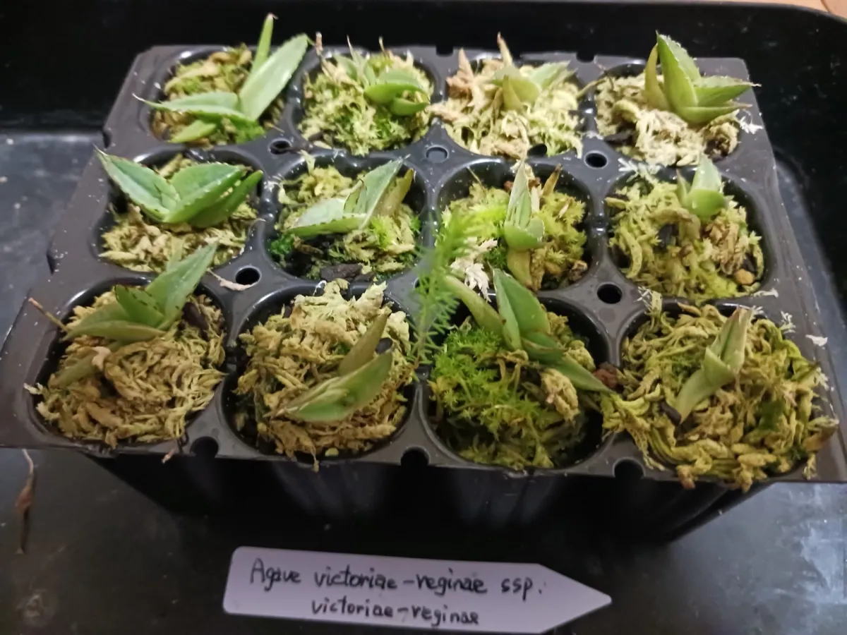 Agave victoriae-reginae ssp. victoriae-reginae (アガベ ビクトリアレジーナエ 笹の雪)