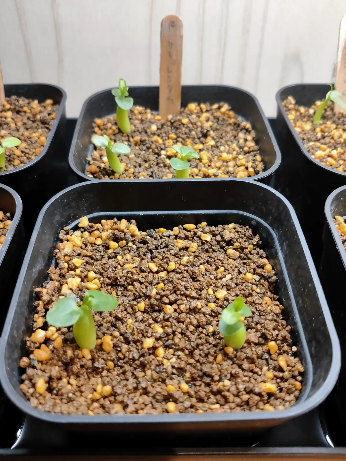 Pachypodium succulentum (パキポディウム サキュレンタム)