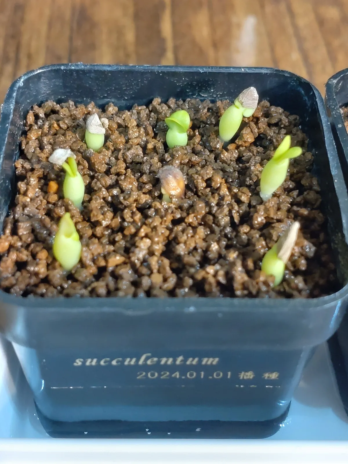 Pachypodium succulentum (パキポディウム サキュレンタム)
