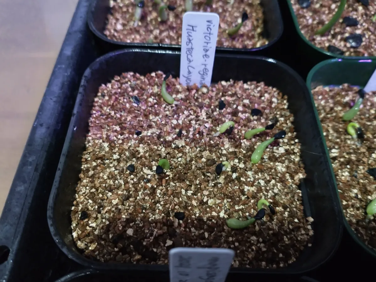 Agave victoriae-reginae Huasteca Canyon (アガベ フアステカキャニオン)