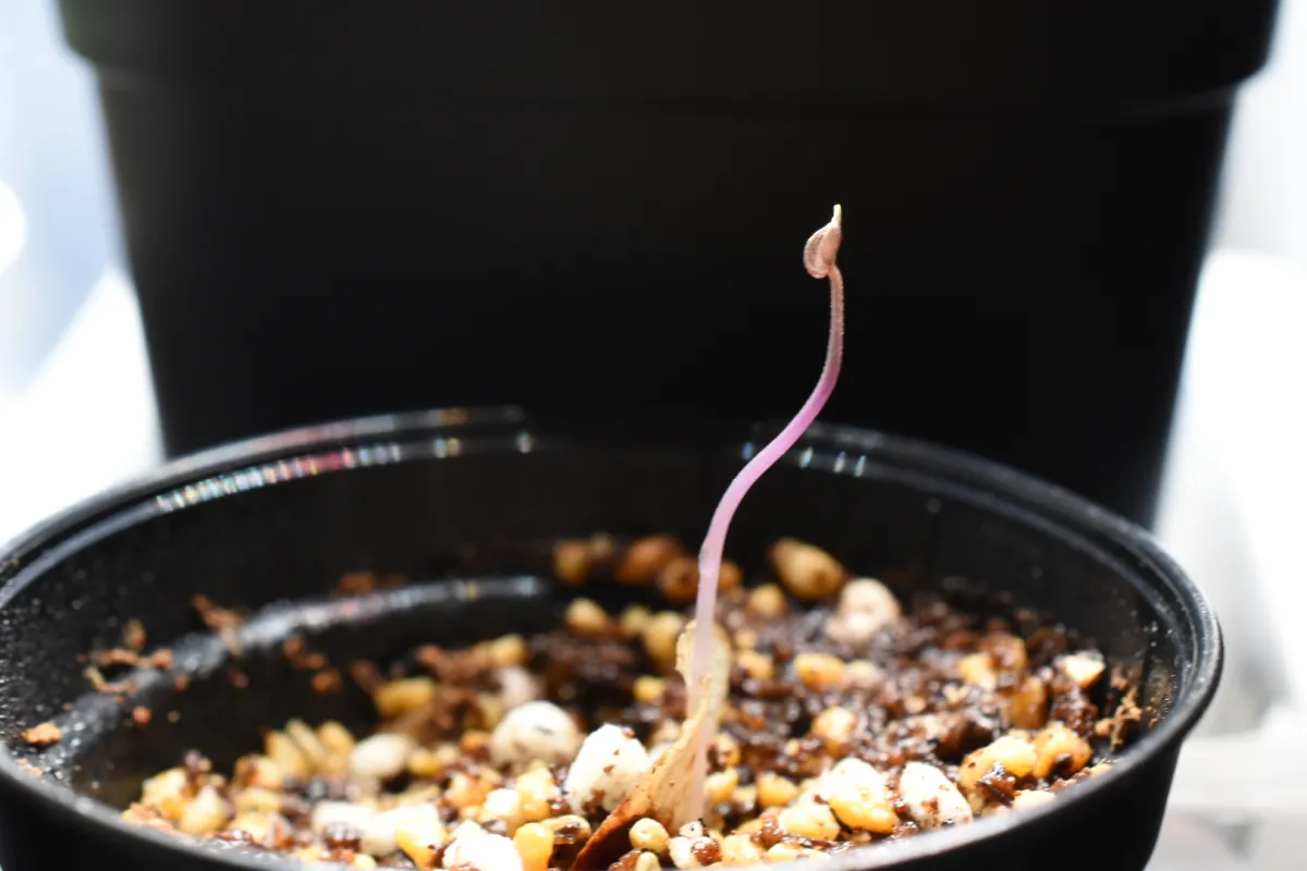 Dioscorea elephantipes (ディオスコレア エレファンティペス)