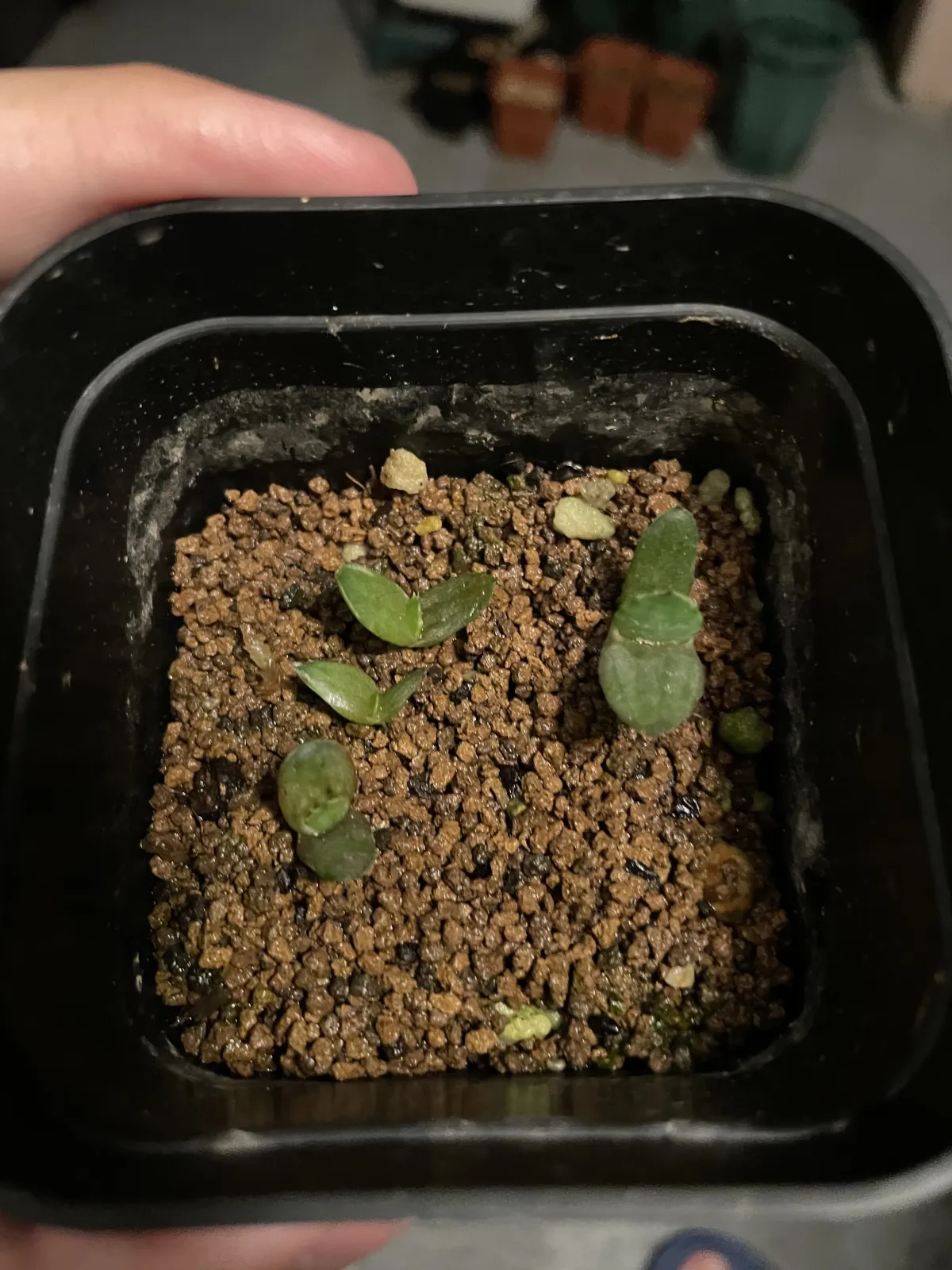 Aloe peglerae (アロエ ペグレラエ)