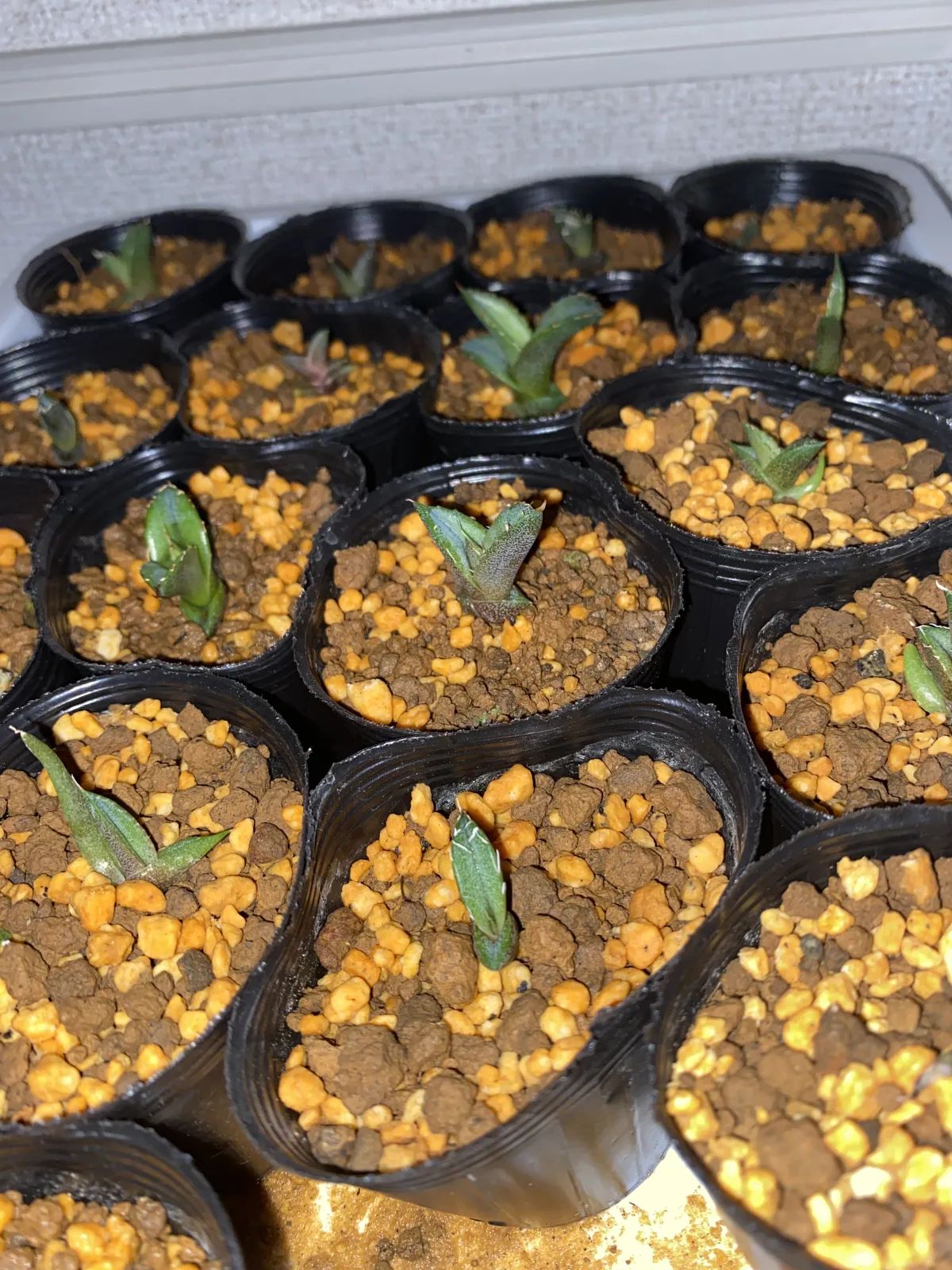 Agave oteroi Lot. (アガベ オテロイ)