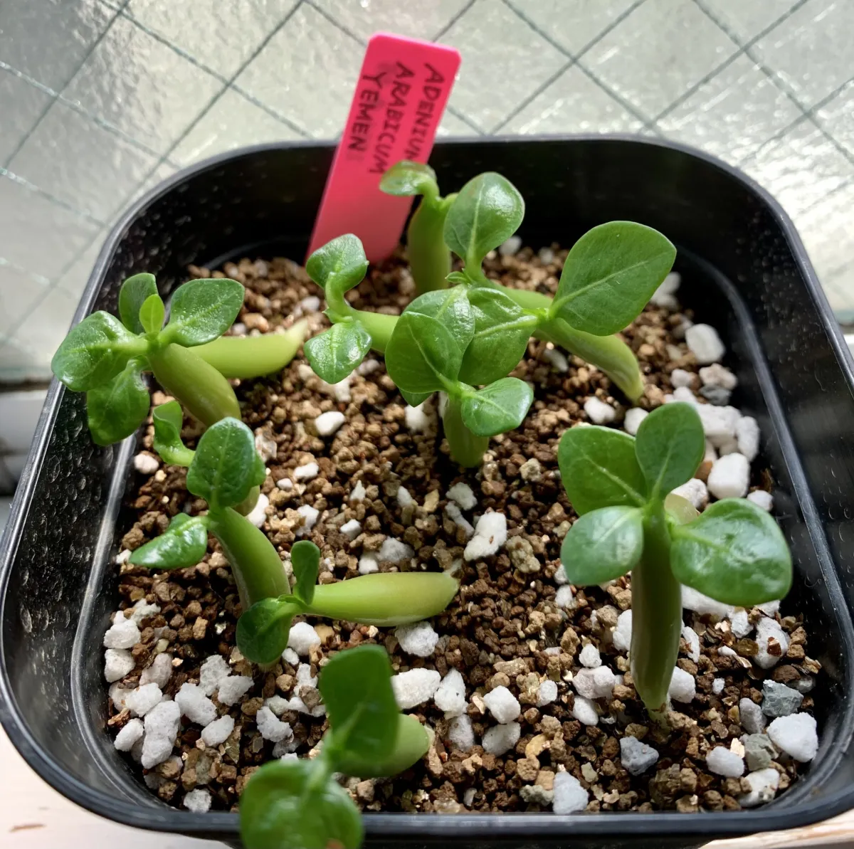 Adenium arabicum Yemen (アデニウム アラビカム イエメン)
