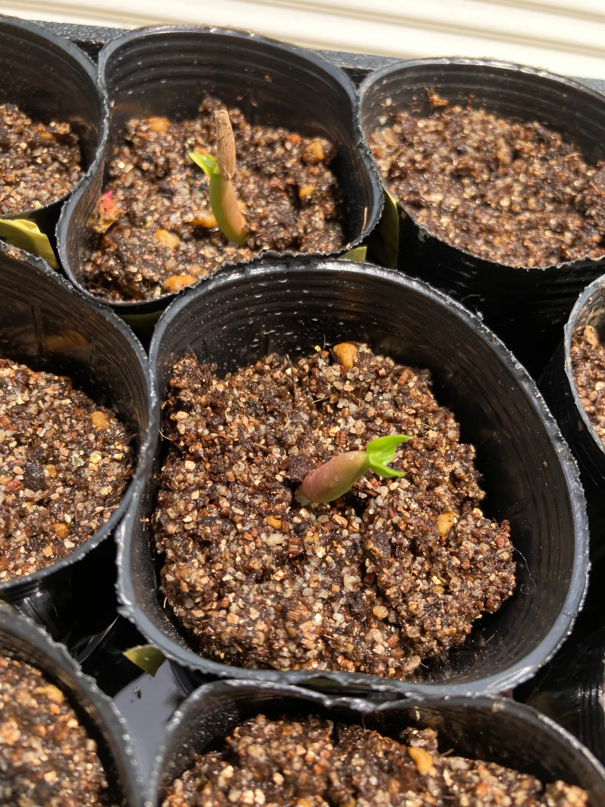 YSB Adenium arabicum Yak Sing Buri (アデニウム アラビカム)