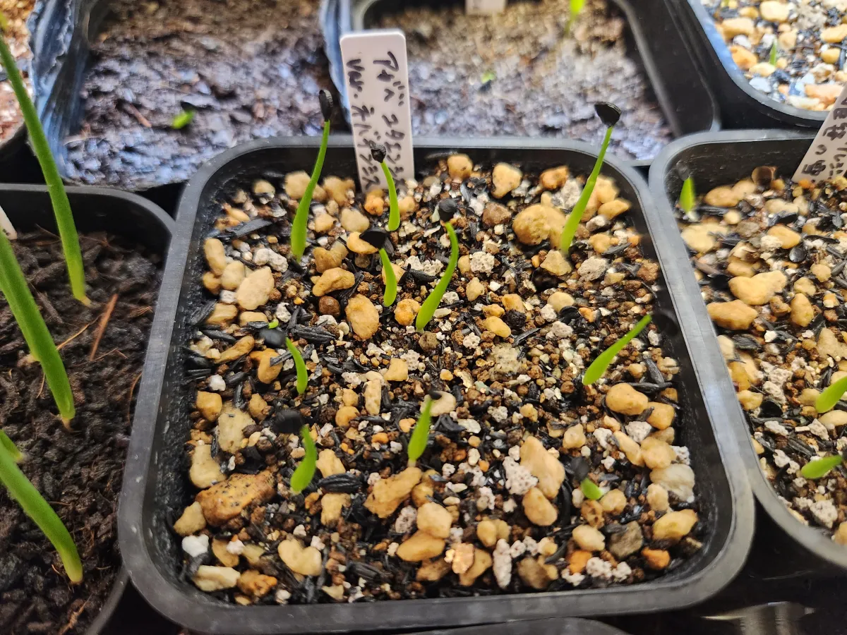 Agave utahensis nevadensis (アガベ ネヴァデンシス)