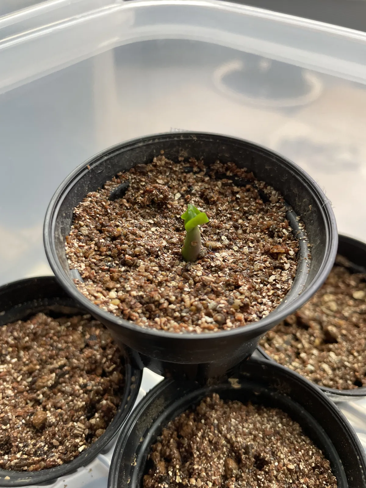 DHA Adenium thai socotranum DHA (アデニウム)