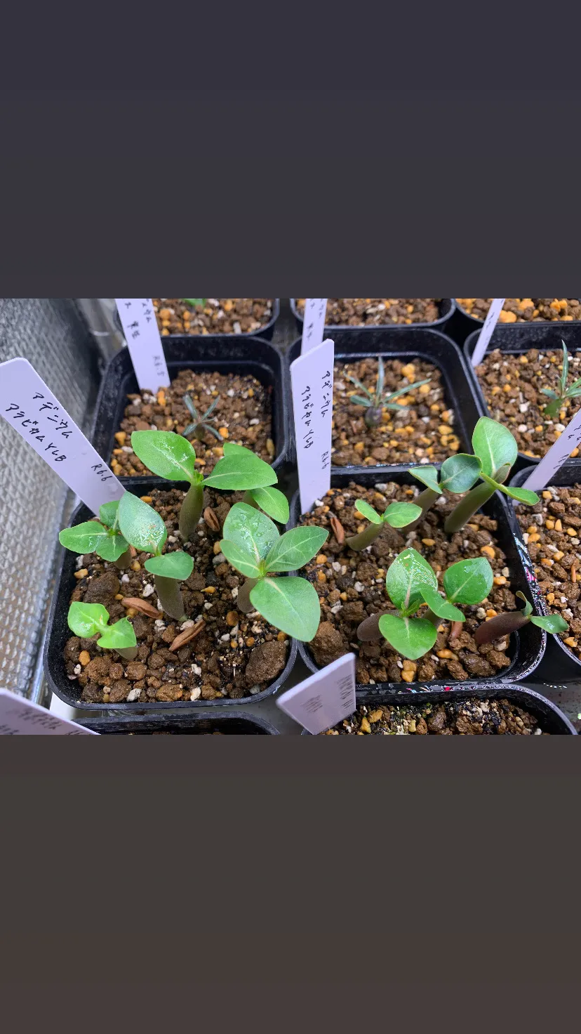 YLB Adenium arabicum Yak Lop Buri (アデニウム アラビカム)