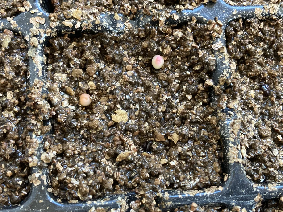 Astrophytum asterias gonzales (アストロフィツム ゴンザレス)