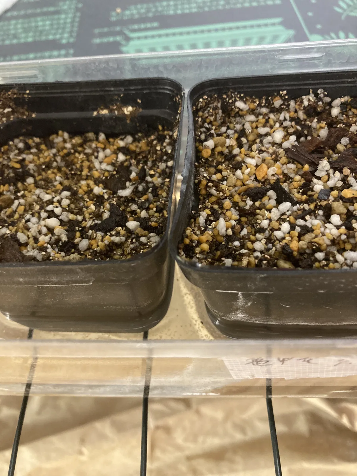 Dioscorea elephantipes (ディオスコレア エレファンティペス)