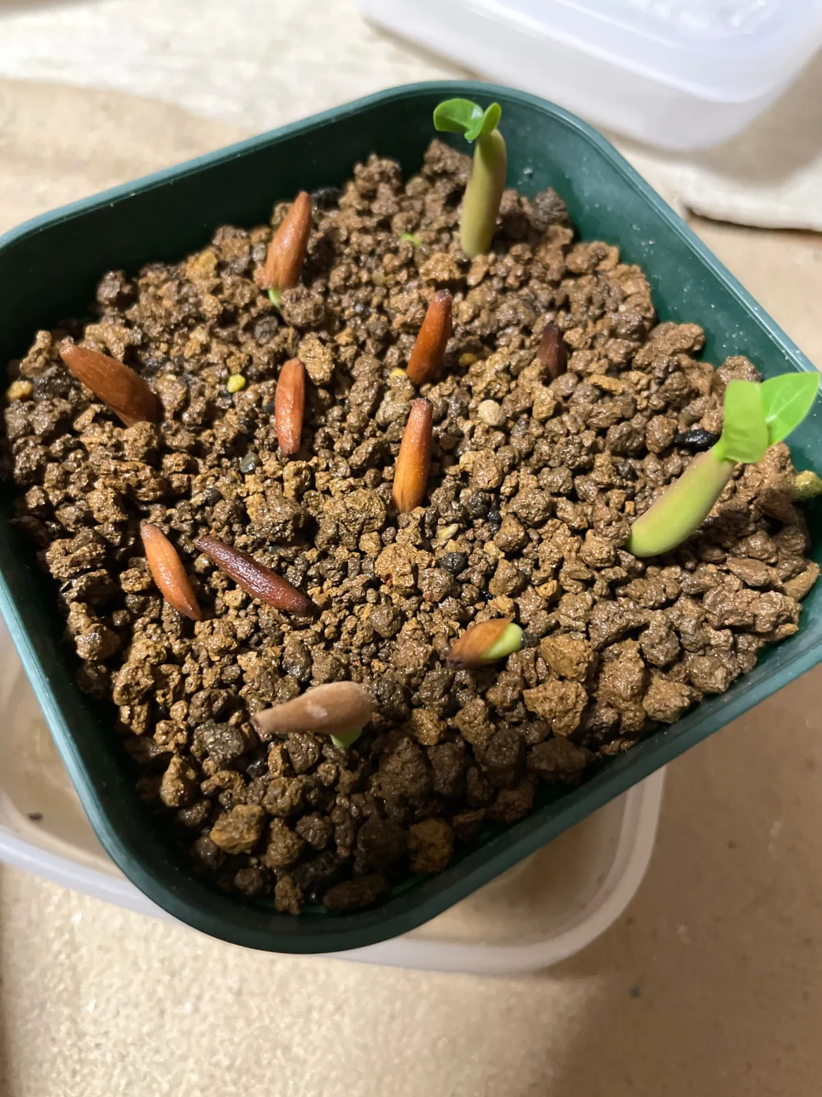 YSB Adenium arabicum Yak Sing Buri (アデニウム アラビカム)