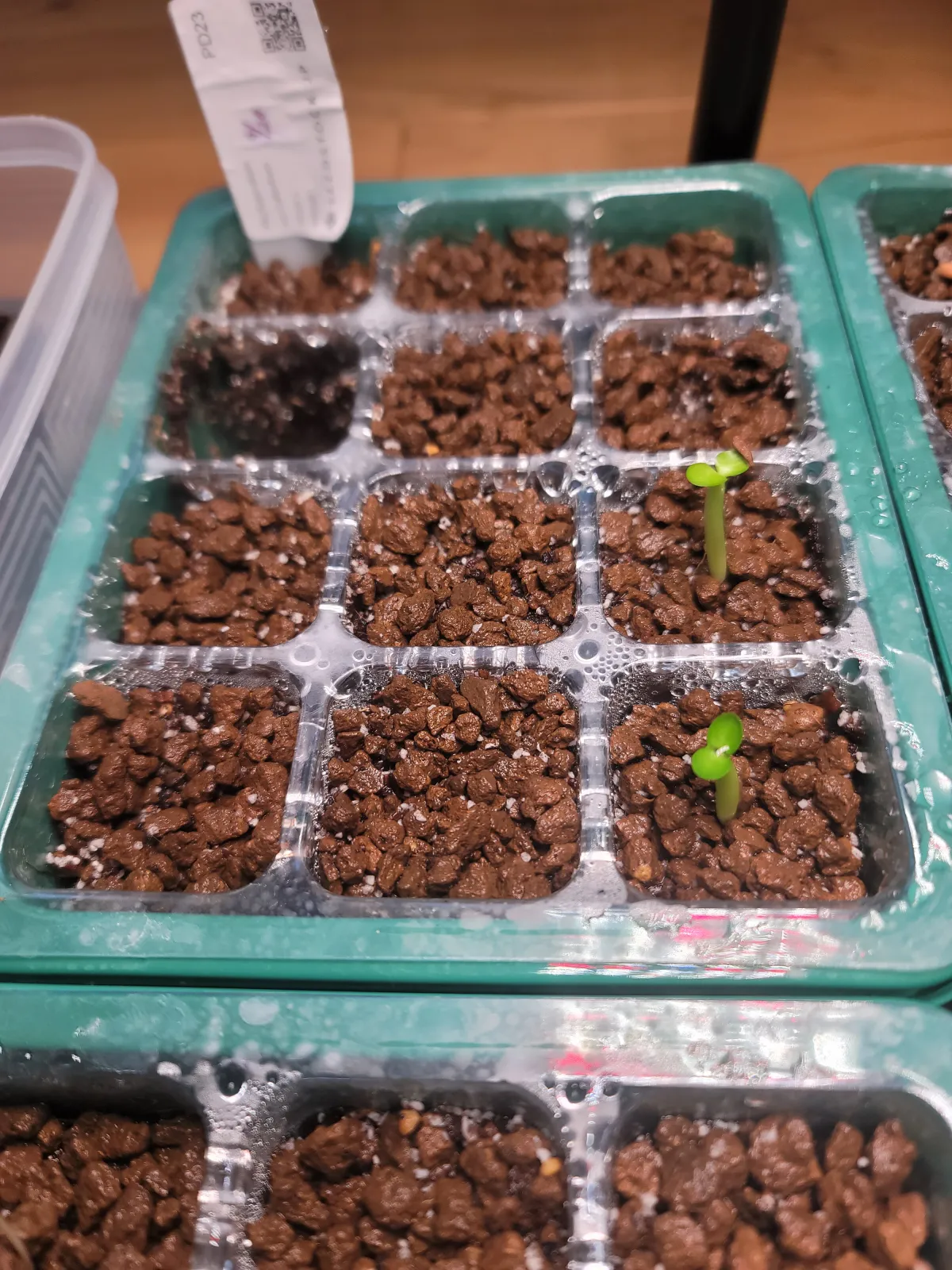 Pachypodium succulentum (パキポディウム サキュレンタム)