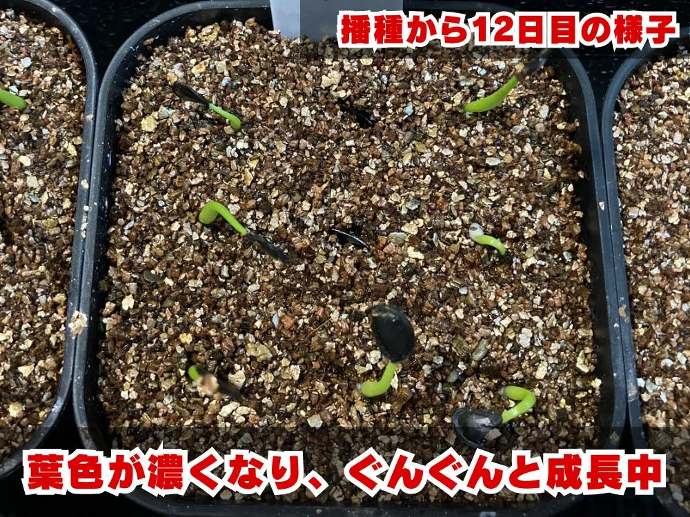 Agave sp. (アガベ アズールモントレー)
