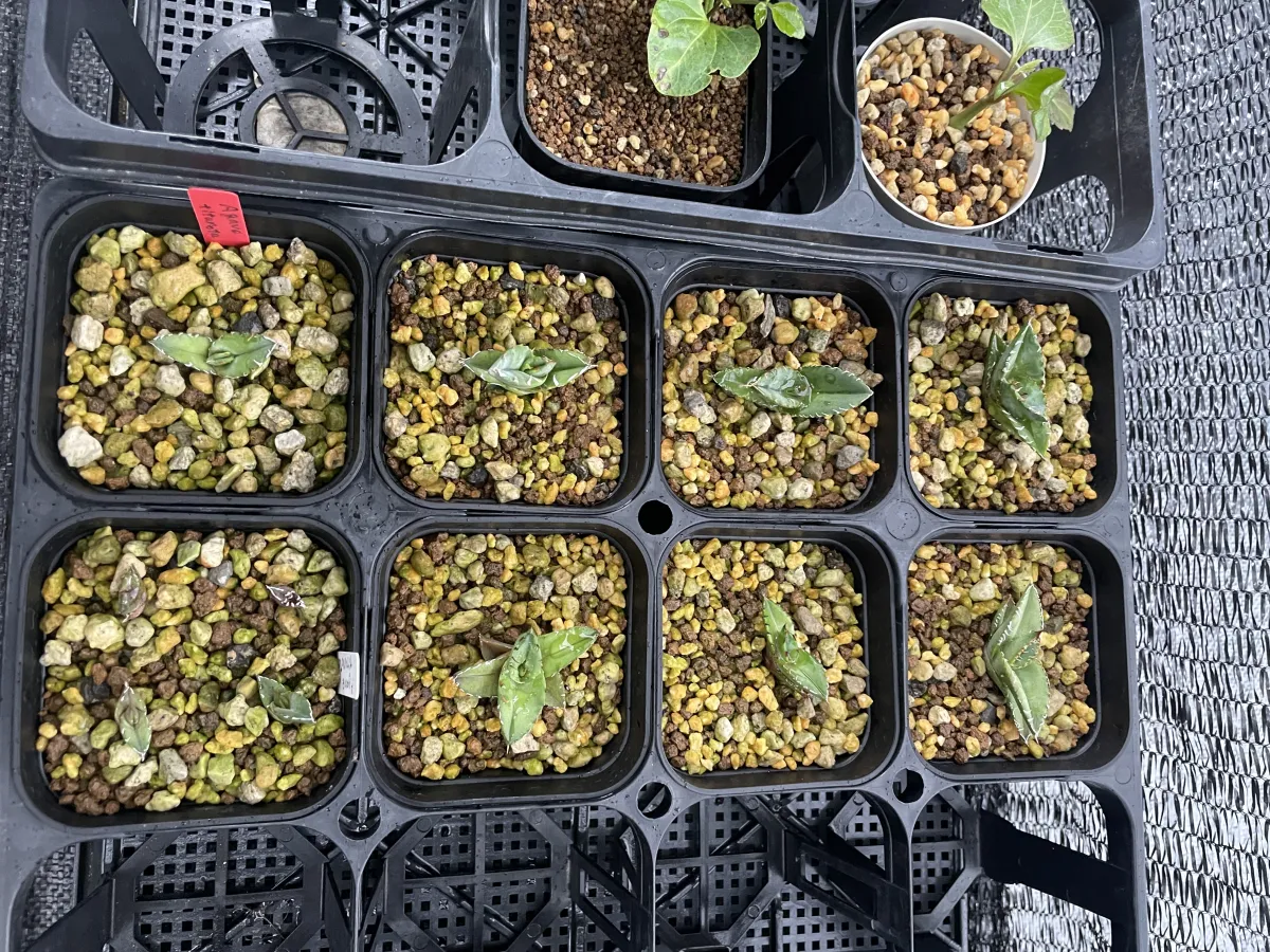 Agave titanota Blue Lot. (アガベ チタノタブルー)