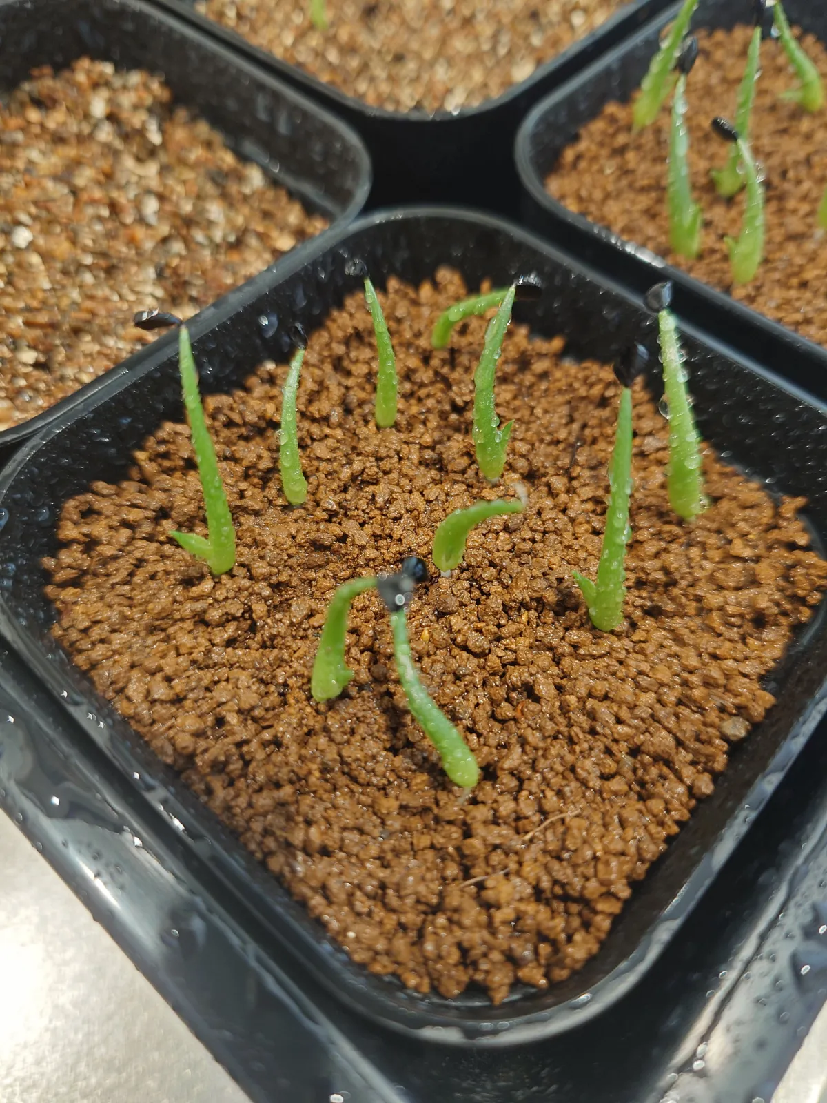 Agave utahensis var. eborispina (アガベ エボリスピナ ヘイフォード)