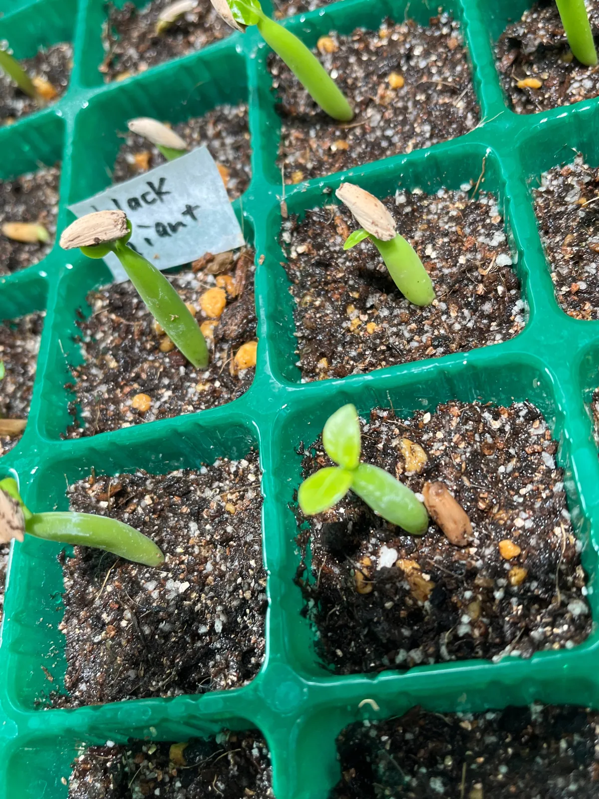 Adenium arabicum black giant (アデニウム アラビカム ブラックジャイアント)