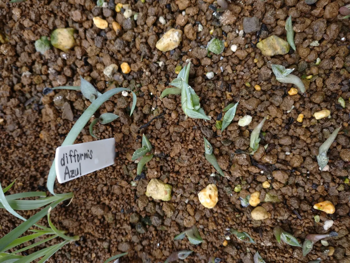 Agave difformis (アガベ ディフォルミス アズール)