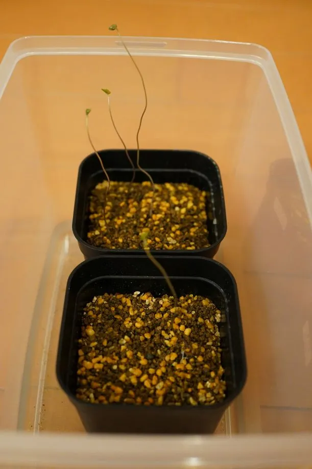 Dioscorea elephantipes (ディオスコレア エレファンティペス)
