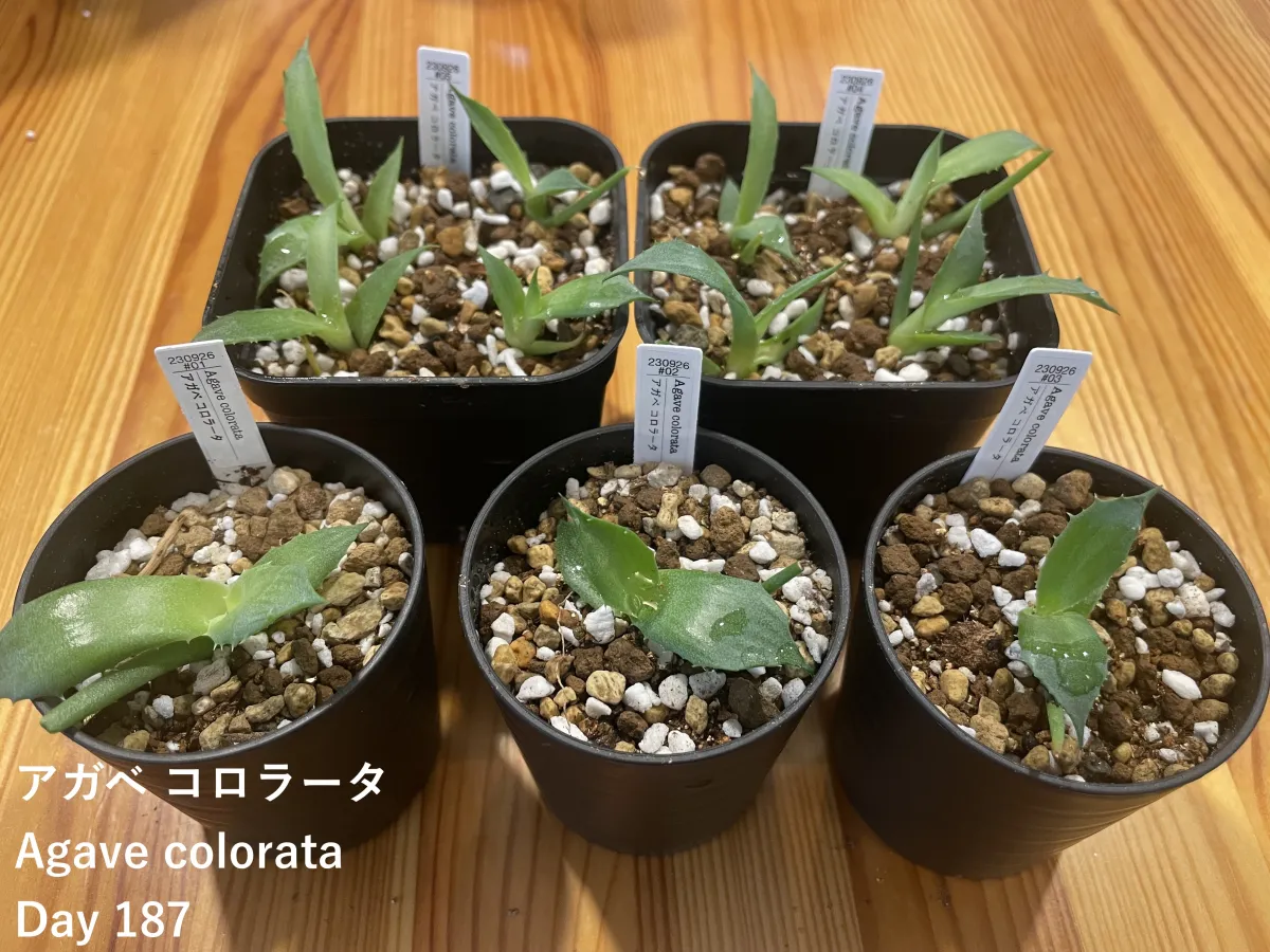 Agave colorata (アガベ コロラータ)