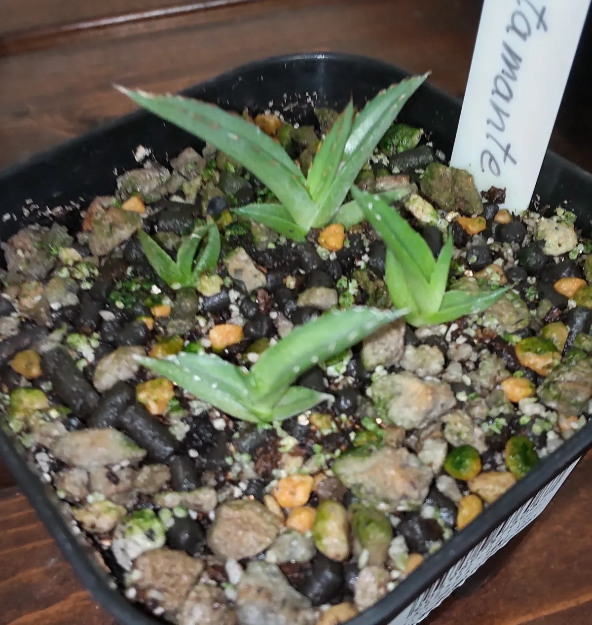 Agave victoriae-reginae (アガベ バスタマンテ)