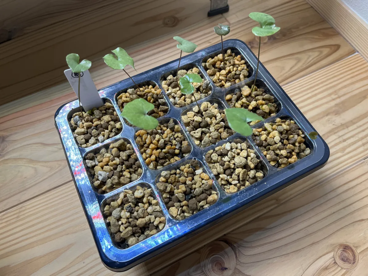 Dioscorea elephantipes (ディオスコレア エレファンティペス)